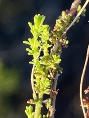 Jamesbrittenia albomarginata