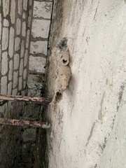 Panyptila cayennensis