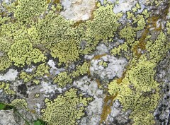 Rhizocarpon geographicum