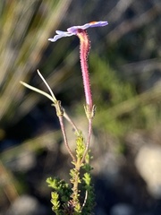 Jamesbrittenia albomarginata