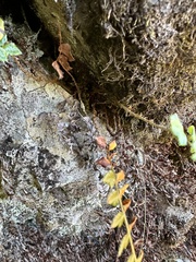 Polystichum nepalense