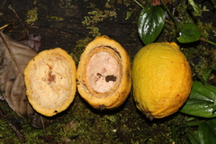 Eugenia gongylocarpa