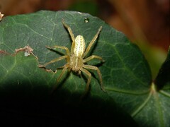 Micrommata