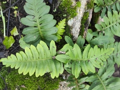 Polypodium interjectum
