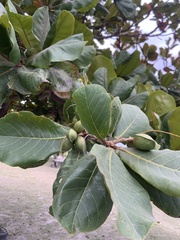 Terminalia catappa