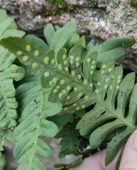 Polypodium interjectum