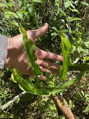 Baccharis jocheniana