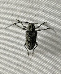 Aegomorphus nigricans