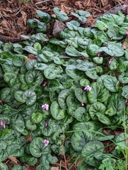 Cyclamen coum