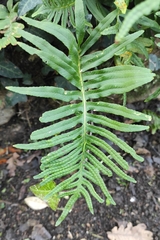 Polypodium cambricum