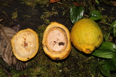 Eugenia gongylocarpa