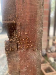 Nasutitermes corniger