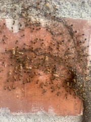 Nasutitermes corniger