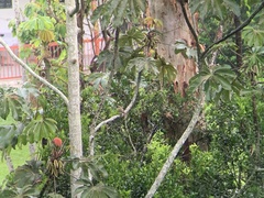 Myiodynastes maculatus