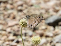 Stegosatyrus periphas