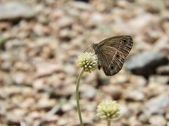 Stegosatyrus periphas