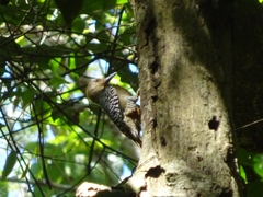 Melanerpes hoffmannii