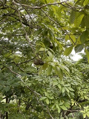 Tabernaemontana donnell-smithii