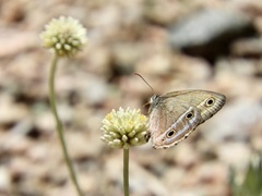 Stegosatyrus periphas
