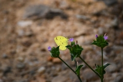Eurema hecabe