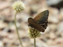 Stegosatyrus periphas