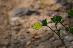 Eurema hecabe