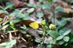 Eurema hecabe