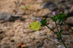 Eurema hecabe