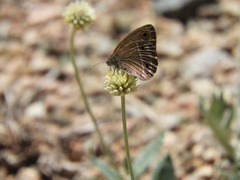 Stegosatyrus periphas