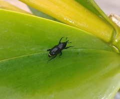 Sphenophorus zeae