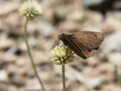 Stegosatyrus periphas