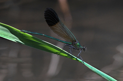 Calopteryx aequabilis