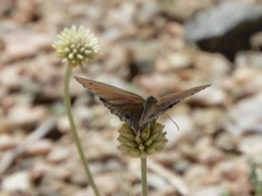 Stegosatyrus periphas