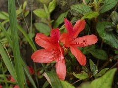 Rhododendron oldhamii