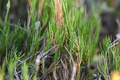 Sporobolus virginicus