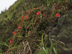Rhododendron oldhamii