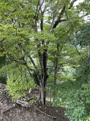 Tabernaemontana donnell-smithii