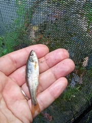 Sarmarutilus rubilio