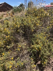 Adesmia miraflorensis