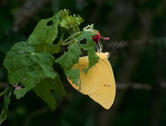 Phoebis philea