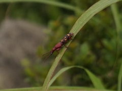 Baryrhynchus poweri