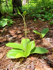Cypripedium