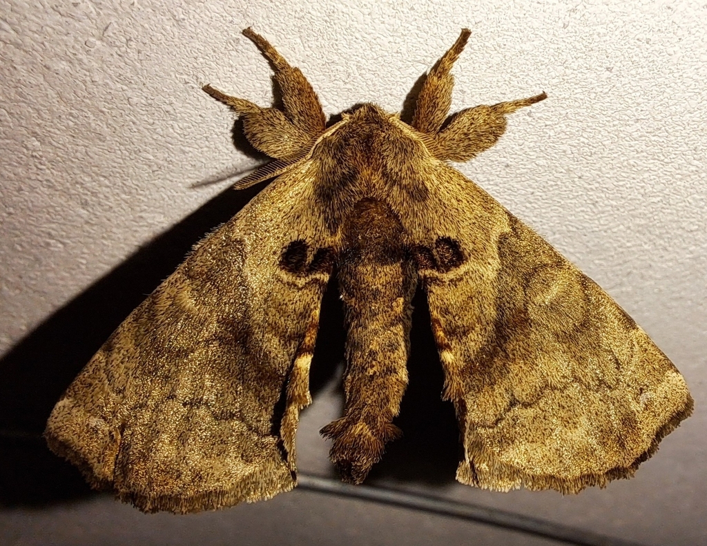 Apatelodes schusteri