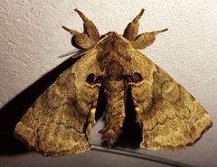 Apatelodes schusteri