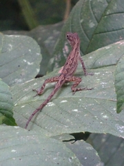 Anolis cupreus