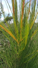 Cytisus scoparius