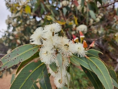 Eucalyptus marginata