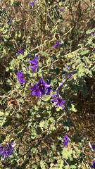 Solanum houstonii