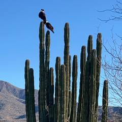 Pachycereus pecten-aboriginum
