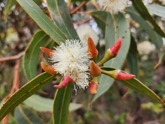 Eucalyptus marginata